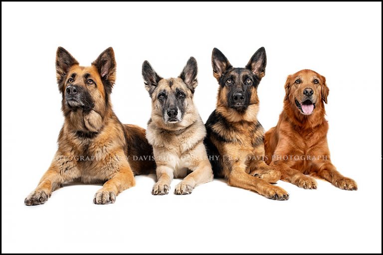 Louisville Dog Portraits on White Backdrop of 3 German sheperds and 1 golden retriever