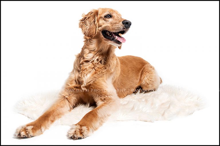 Pet Picture of golden retriever dog on rug taken by Louisville Photographer Ray Davis