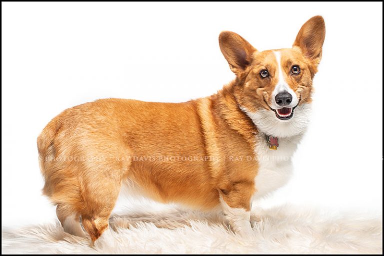 Smiling dog picture of Corgi on white taken by Louisville Pet Photographer Ray Davis